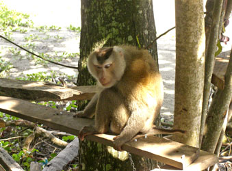 ทัวร์เกาะสมุย_SamuiIsland_CityTour_22